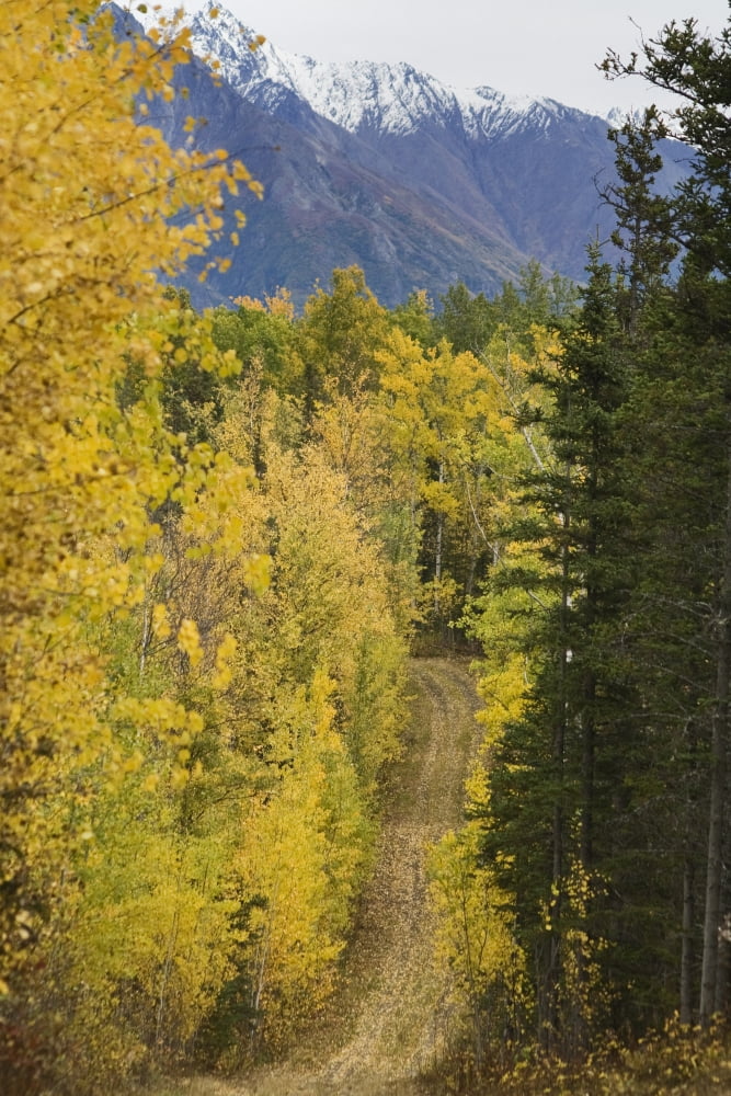View Of Chugach Mountains From The Crevasse Moraine Trail System In Wasilla Southcentral Alaska Fall Canvas Art - Michael Criss Design Pics (11 x 17)