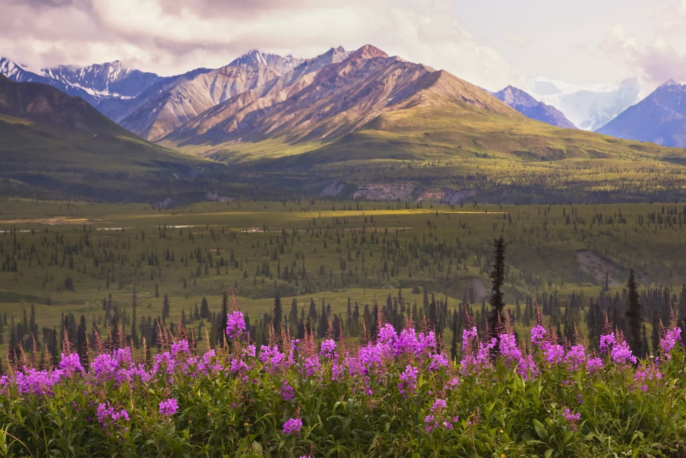 View Of The Chugach Mountains With Fireweed In The Foreground Along The Glenn Highway Southcentral Alaska Summer Hdr Canvas Art - Michael Criss Design Pics (34 x 22)
