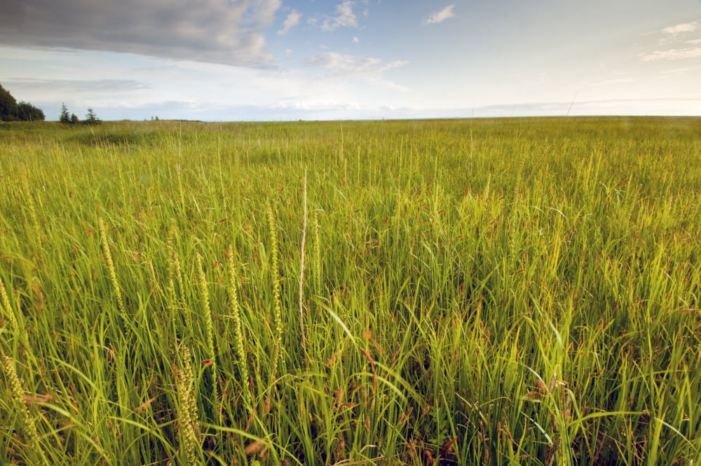 View Of Coastal Grasses Near The Campbell Creek Outlet Along The Anchorage Coastal Wildlife Refuge Southcentral Alaska Summer Canvas Art - Carl Johnson Design Pics (34 x 22)