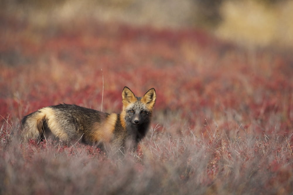 View Of Cross Fox Standing Amongst Blueberry Bushes And Fall Foliage Denali National Park Interior Alaska Fall Canvas Art - Milo Burcham Design Pics (17 x 11)