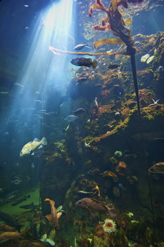 View Of Fish In An Aquarium In The San Francisco Academy Of Science California United States Of America Canvas Art - Laura Ciapponi Design Pics (24 x 38)
