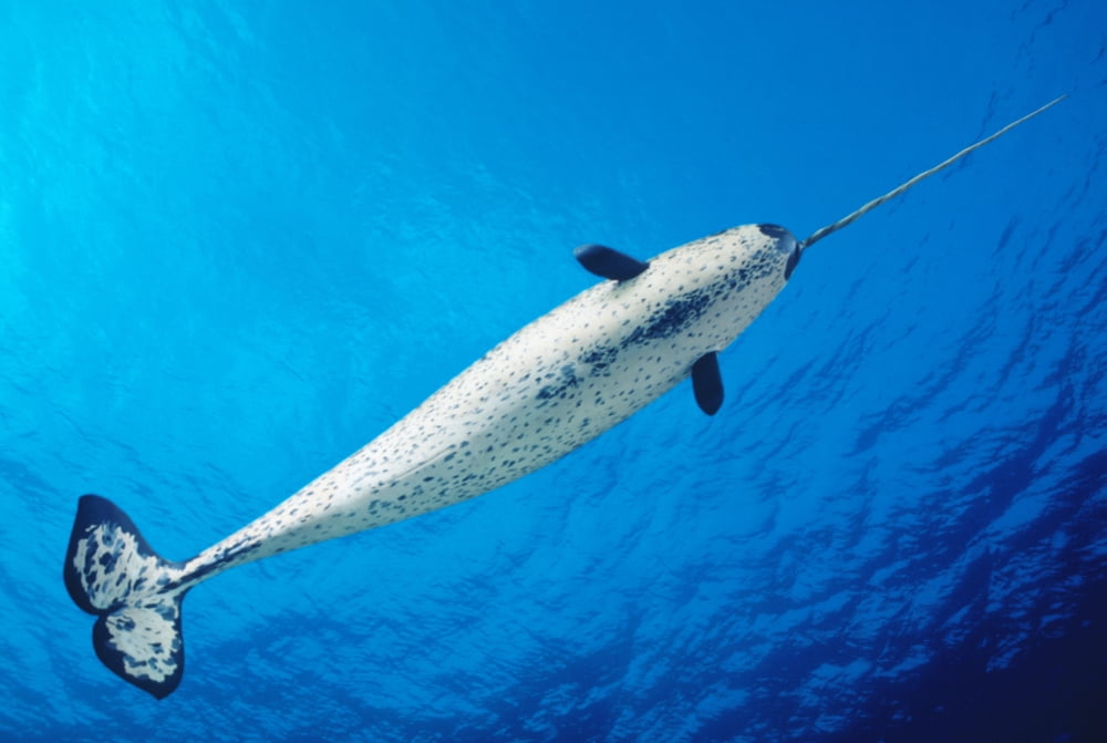 View From Below Male Narwhal (Monodon Monoceros) In Clear Blue Ocean Water Near Surface Canvas Art - Dave Fleetham Design Pics (38 x 24)