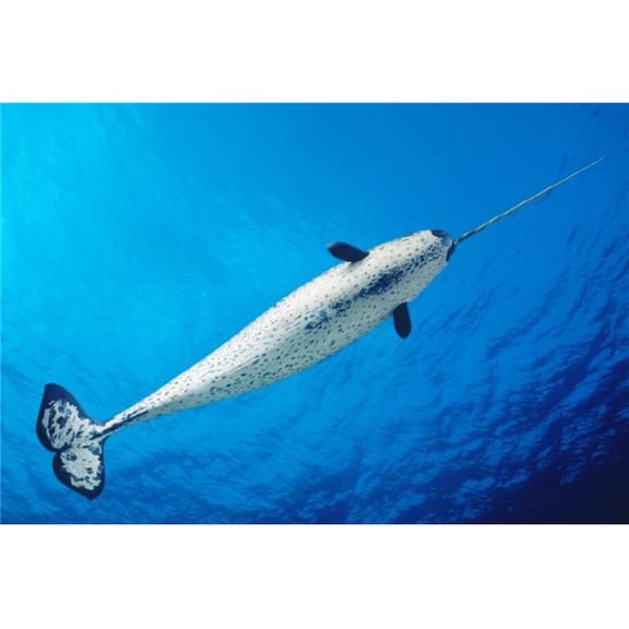 View From Below Male Narwhal - Monodon Monoceros in Clear Blue Ocean Water Near Surface Poster Print