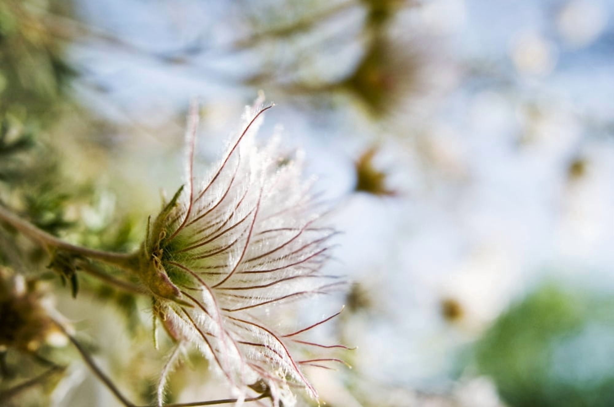 View From Side Close-Up Of Fuzzy White Flowers Canvas Art - Ray Laskowitz Design Pics (17 x 11)