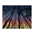 thumbnail image 1 of View From The Bottom Of The Forest Trees - Digital Art Silhouette Sunset Forest Nature Woodland Scenic Unframed Wall Art Print 16 x 20 inches, 1 of 12