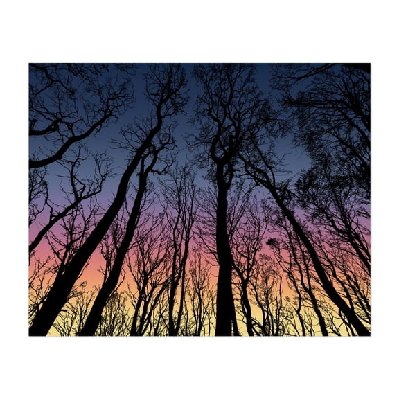 View From The Bottom Of The Forest Trees - Digital Art Silhouette Sunset Forest Nature Woodland Scenic Unframed Wall Art Print 20 x 28 inches