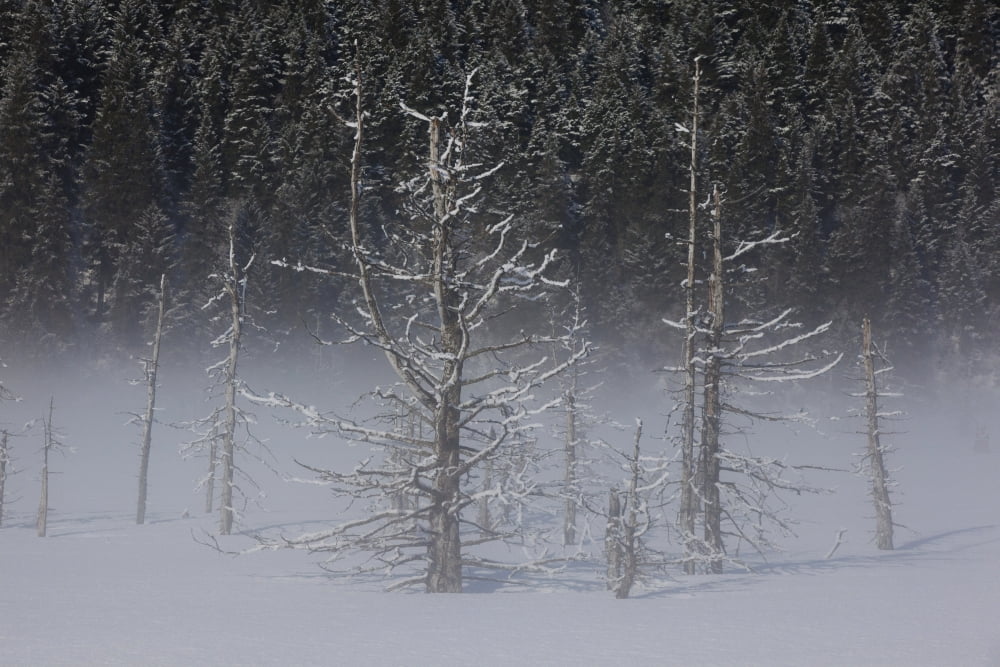 View Of Hoarfrosted Saltwater-Killed Trees On A Foggy Morning Along The Seward Highway Near Portage Southcentral Alaska Winter Canvas Art - Doug Lindstrand Design Pics (38 x 24)