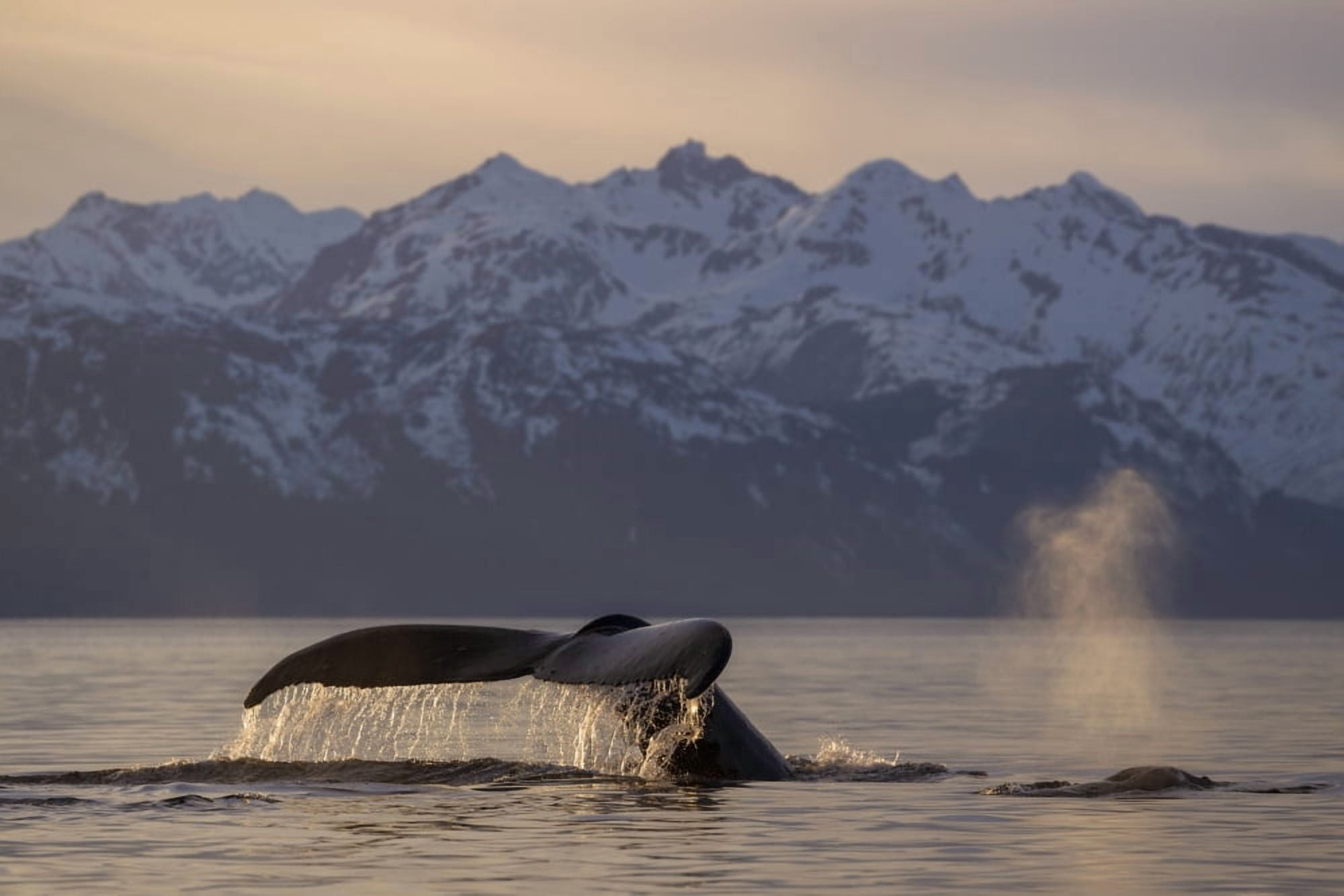 View of Humpback whale lifting its tail as it dives under the surface at sunset Inside Passage Southeast Alaska Canvas Art - John Hyde Design Pics (38 x 24)