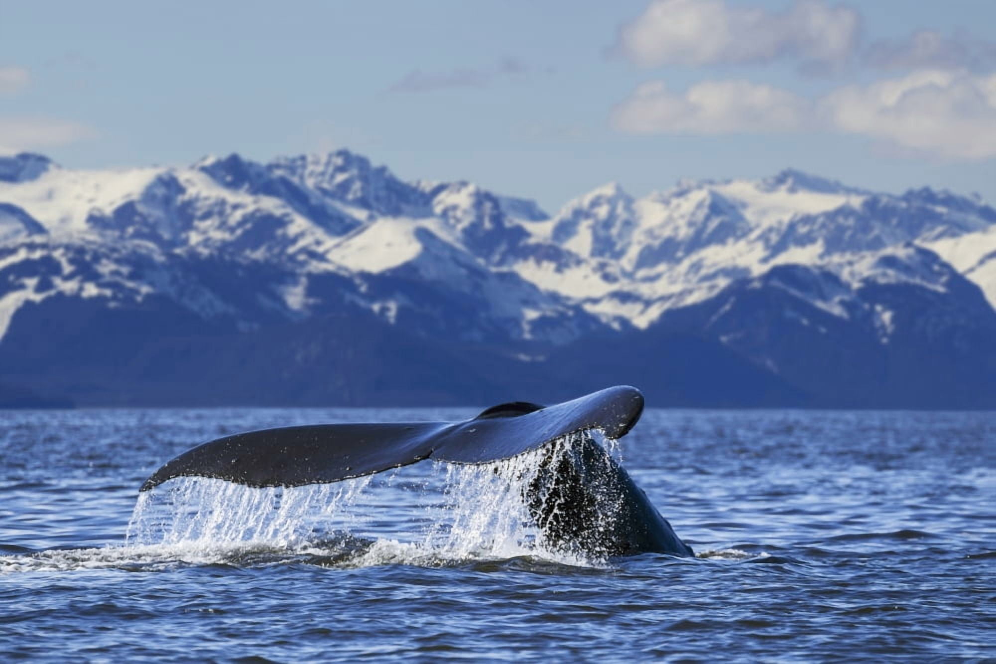 View of Humpback whale lifting its tail as it dives under the surface at sunset Inside Passage Southeast Alaska Canvas Art - John Hyde Design Pics (38 x 24)