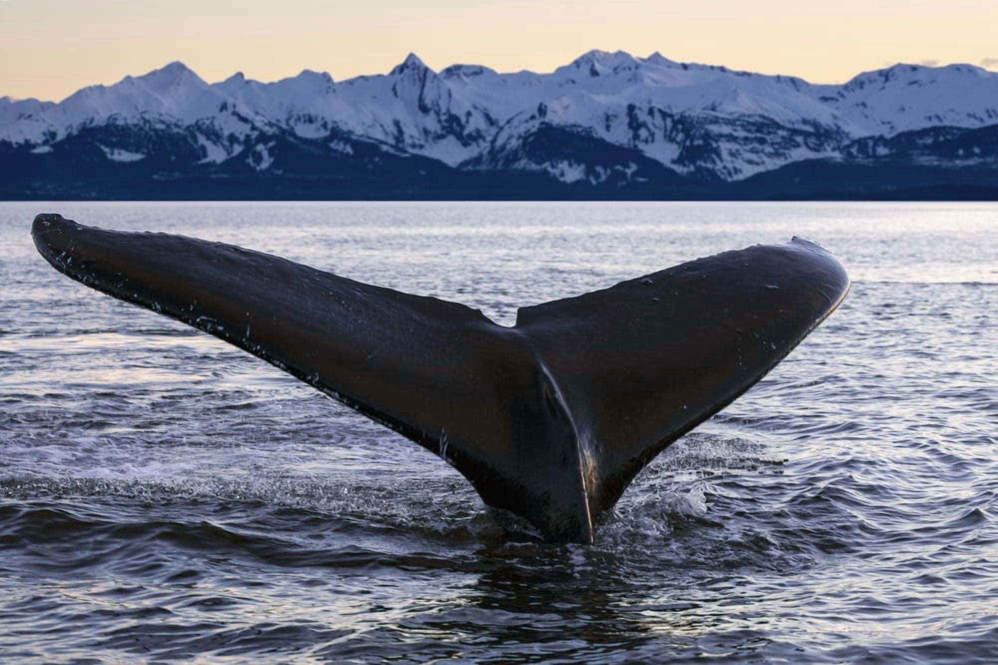 View of Humpback whale lifting its tail as it dives under the surface at sunset Inside Passage Southeast Alaska Canvas Art - John Hyde Design Pics (38 x 24)