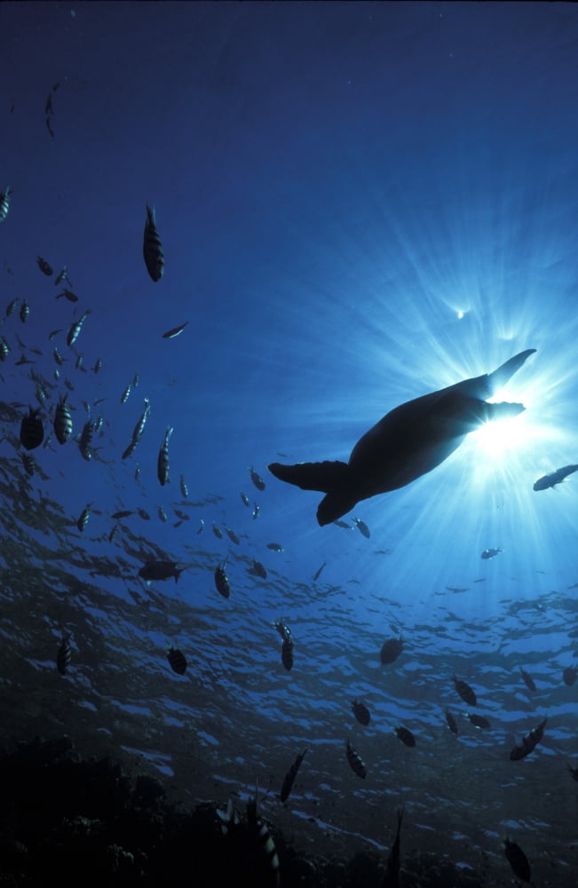 View Looking Up Towards Shaft Of Light Silhouette Of Turtle And Fish In Blue Water Red Sea Egypt Scuba Diving Underwater Canvas Art - Alex Misiewicz Design Pics (24 x 36)