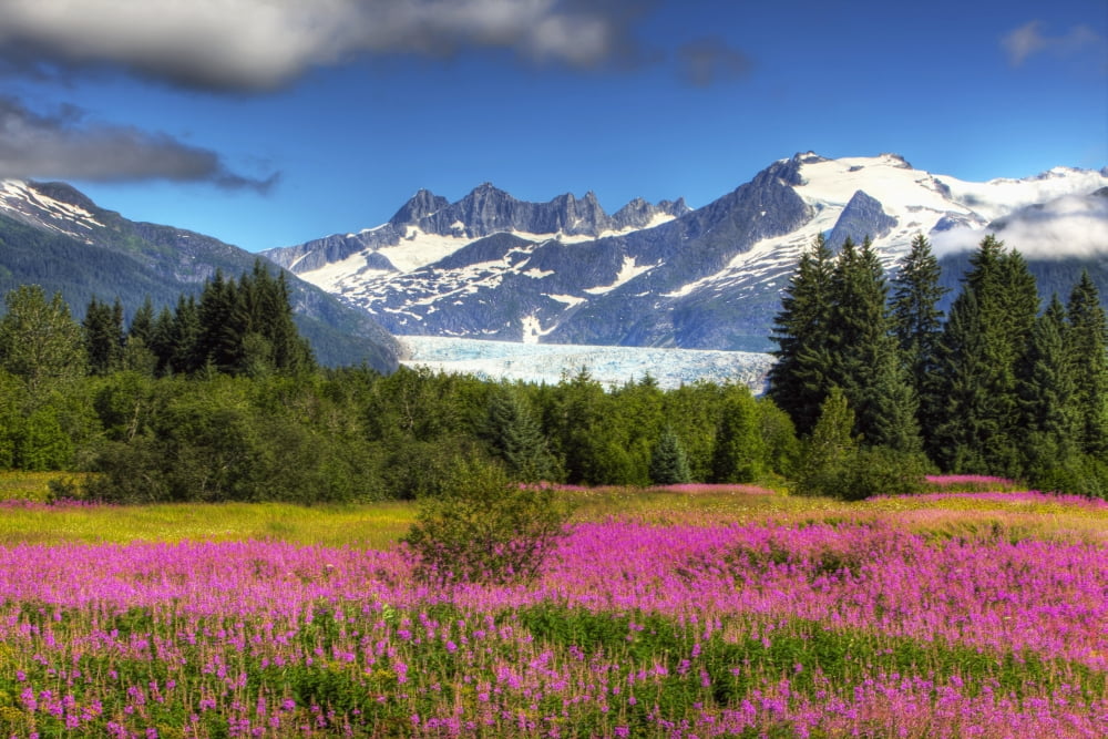 View Of The Mendenhall Glacier With A Field Of Fireweed In The Foreground Southeast Alaska Summer Hdr Image Canvas Art - Michael Criss  Design Pics (38 x 24)