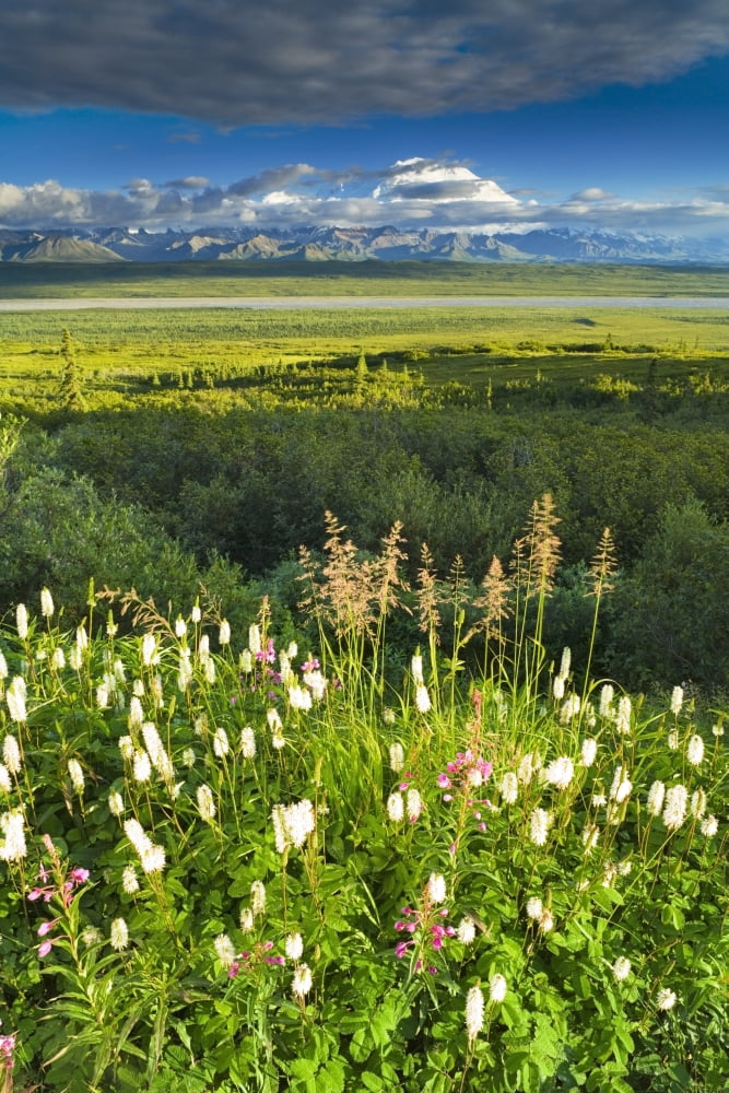 View Of Mt Mckinley With Fireweed And Sitka Burnet Flowers In Foreground Near Wonder Lake Denali National Park Alaska Interior Summer Canvas Art - Michael DeYoung Design Pics (11 x 17)