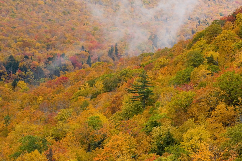 View From North Mountain Look-Off In Autumn Cabot Trail Cape Breton Highlands National Park Nova Scotia Canvas Art - John Sylvester Design Pics (34 x 22)