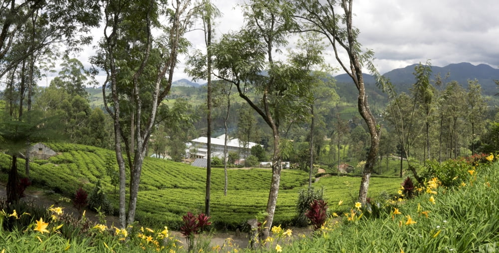 View of Norwood Tea Factory in rear from Norwood Bungalow Ceylon Tea Trails Nuwara Eliya Central Province Sri Lanka Canvas Art - Panoramic Images (9 x 27)