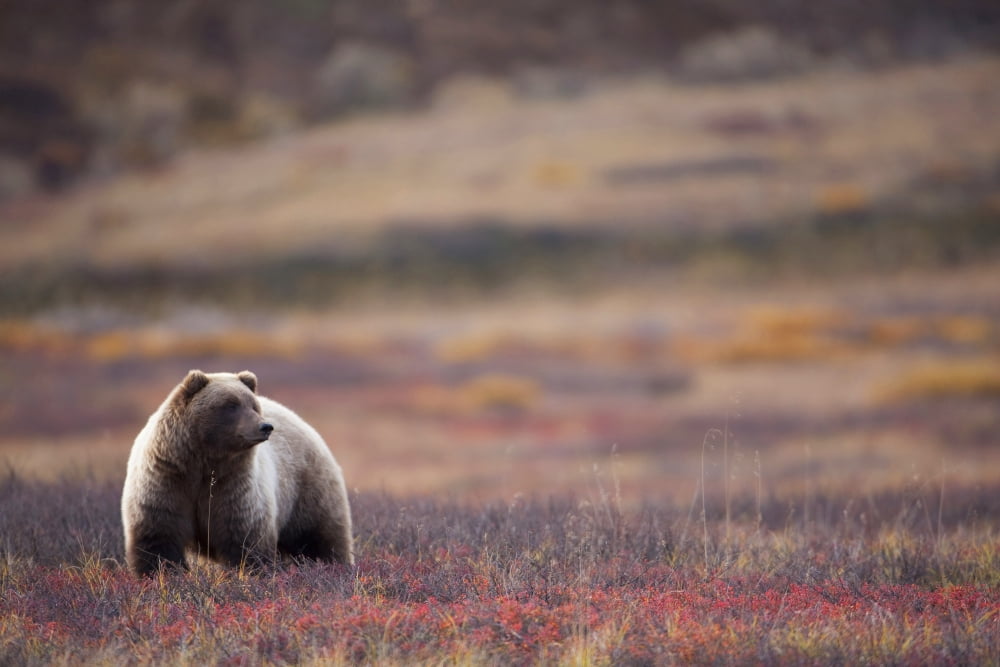 View Of A Grizzly Bear Standing In The Fall Tundra Denali National Park Interior Alaska Canvas Art - Milo Burcham Design Pics (17 x 11)