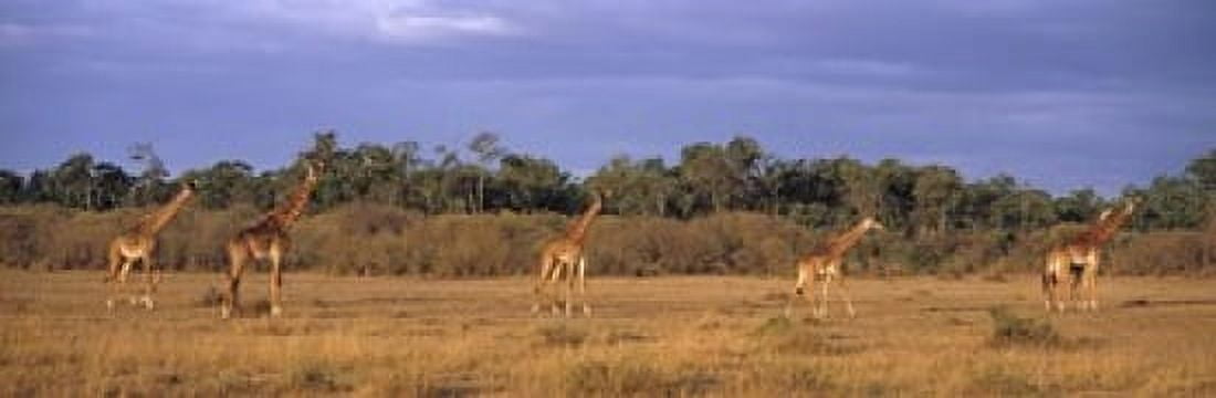 View Of A Group Of Giraffes In The Wild Maasai Mara Kenya Canvas Art - Panoramic Images (18 x 6)