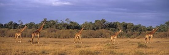 View Of A Group Of Giraffes In The Wild Maasai Mara Kenya Canvas Art - Panoramic Images (36 x 12)