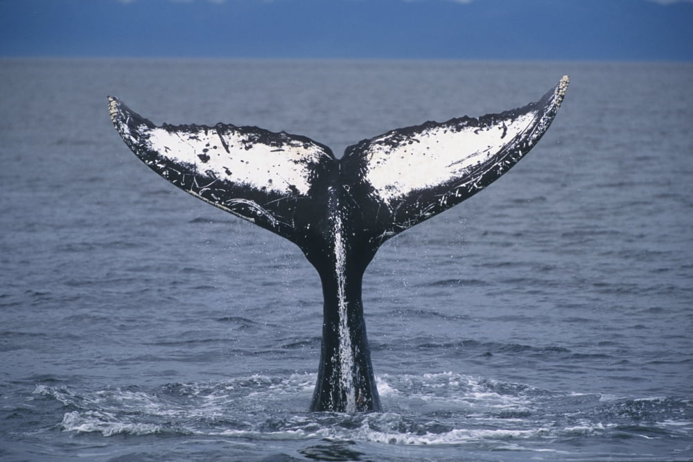 View Of A Humpback Whale Fluke In Frederick Sound Tongass National Forest Southeast Alaska Summer Canvas Art - Tom Soucek Design Pics (19 x 12)
