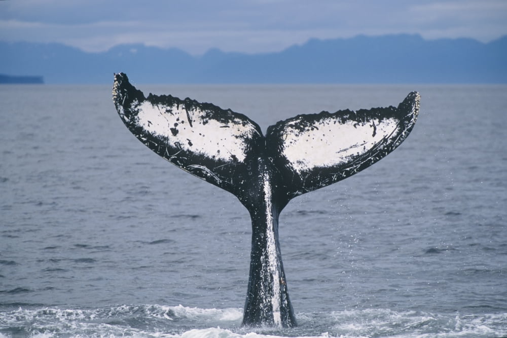 View Of A Humpback Whale Fluke In Frederick Sound Tongass National Forest Southeast Alaska Summer Canvas Art - Tom Soucek Design Pics (34 x 22)