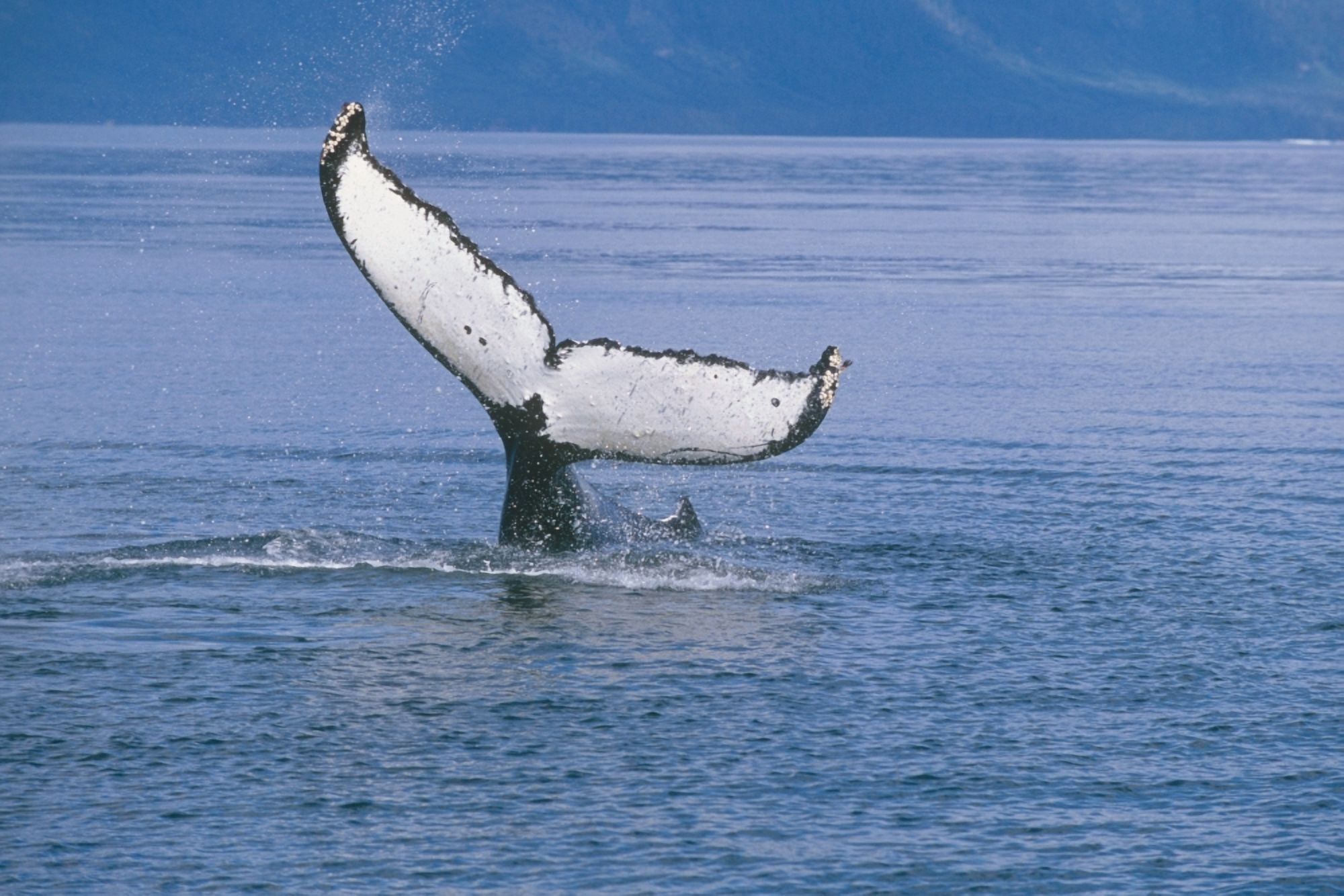 View Of A Humpback Whale Fluke In Frederick Sound Tongass National Forest Southeast Alaska Summer Canvas Art - Tom Soucek Design Pics (34 x 22)
