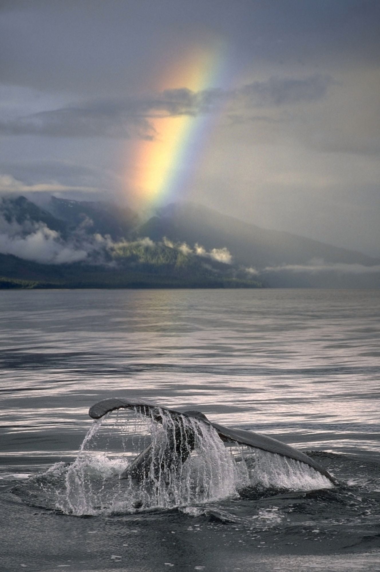 View Of A Humpback Whales Fluke As It Dives Into Frederick Sound In Southeast Alaska Composite Canvas Art - Ron Sanford Design Pics (22 x 34)