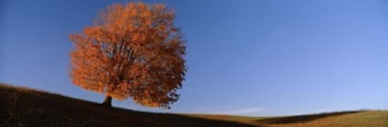 View Of A Lone Tree On A Hill In Fall Canvas Art - Panoramic Images (36 x 12)