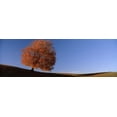 thumbnail image 1 of View Of A Lone Tree On A Hill In Fall Poster Print (18 x 6), 1 of 1