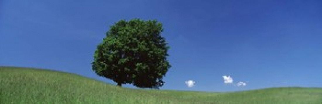 View Of A Lone Tree On A Hillside In Summer Canvas Art - Panoramic Images (18 x 6)