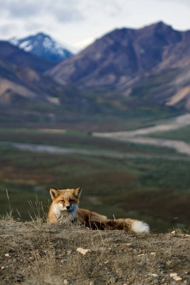 View Of A Red Fox Resting Near Polychrome Pass Denali National Park Interior Alaska Autumn Canvas Art - Lynn Wegener Design Pics (22 x 34)