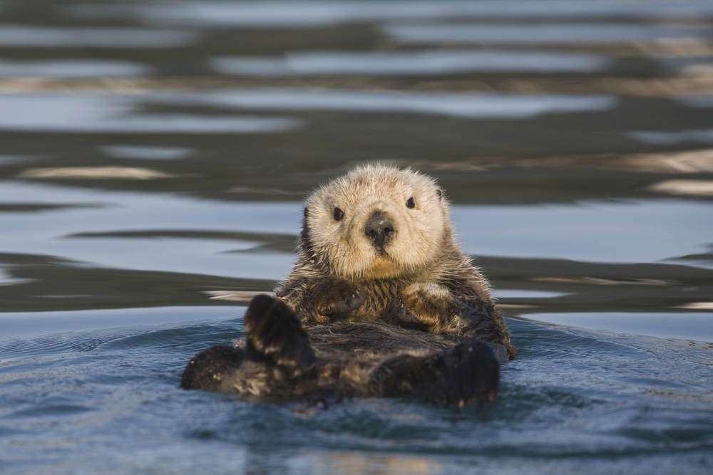 View Of A Sea Otter Floating On Its Back In Prince William Sound Alaska Southcentral Fall Canvas Art - Milo Burcham Design Pics (19 x 12)