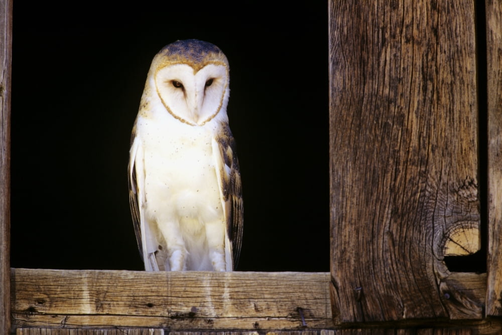 View Of A White Faced Barn Owl Sitting In Window Of Barn Canvas Art - John Hyde Design Pics (17 x 11)