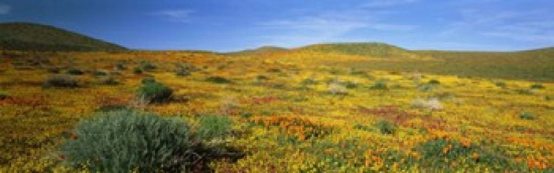 View Of Blossoms In A Poppy Reserve Antelope Valley Mojave Desert California USA Canvas Art - Panoramic Images (18 x 6)