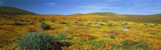 View Of Blossoms In A Poppy Reserve Antelope Valley Mojave Desert California USA Canvas Art - Panoramic Images (36 x 12)