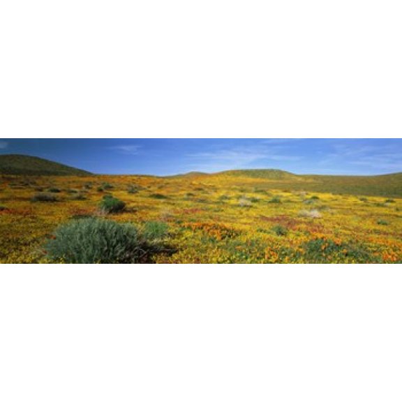 View Of Blossoms In A Poppy Reserve Antelope Valley Mojave Desert California USA Canvas Art - Panoramic Images (36 x 12)