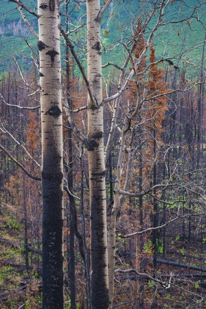 View Of Burnt Trees From The Eklutna Lake Fire Chugach State Park Southcentral Alaska Autumn Canvas Art - Carl R Battreall Design Pics (12 x 19)