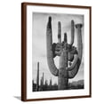thumbnail image 1 of Art.com View Of Cactus And Surrounding Area Saguaros Saguaro National Monument Arizona 1933-1942 Art Print by Ansel Adams, Brown Frame Wall Art, 23" x 29", 1 of 5