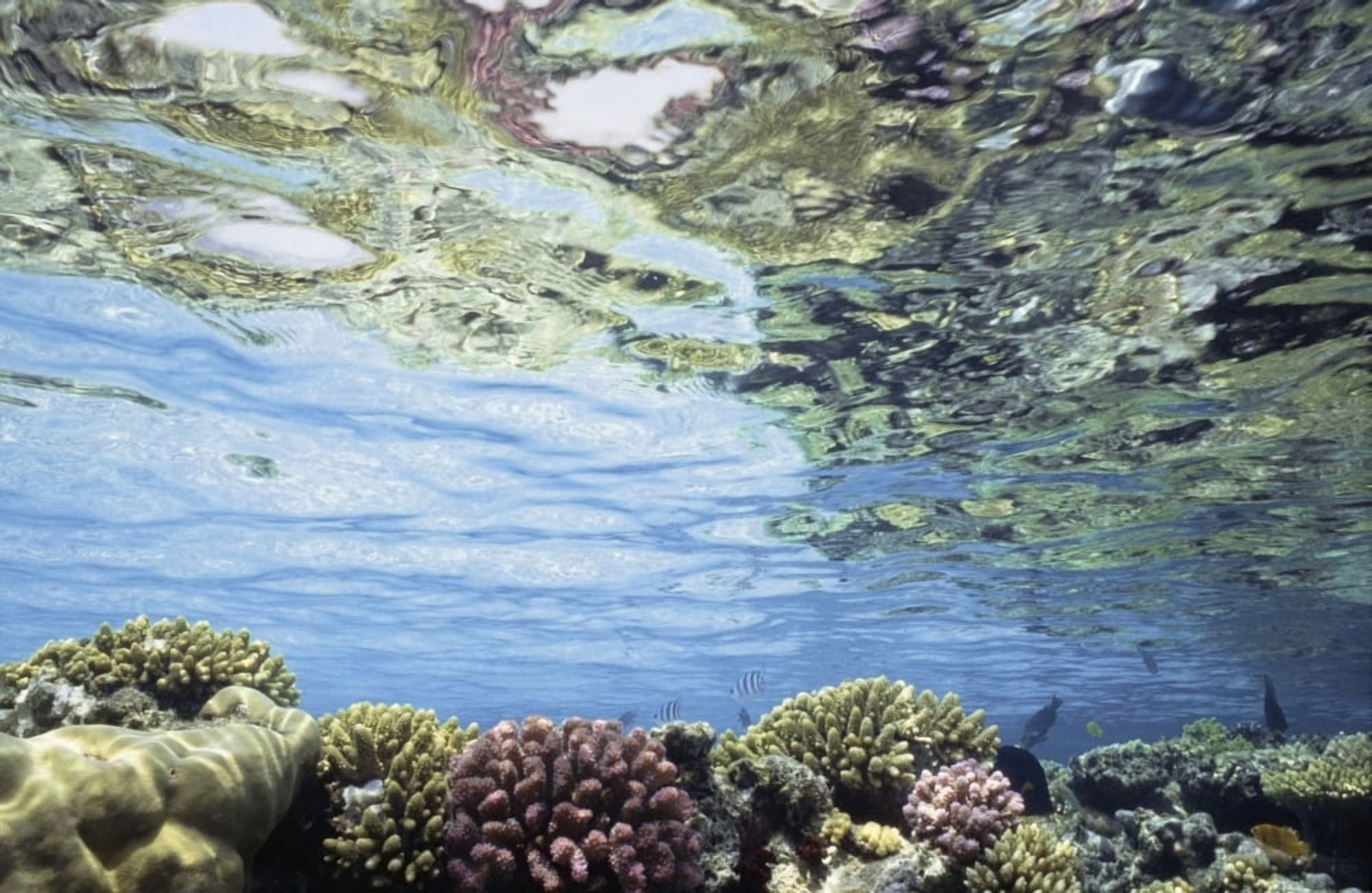 View Of Coral In Shallow Waters Canvas Art - Alex Misiewicz Design Pics (17 x 11)