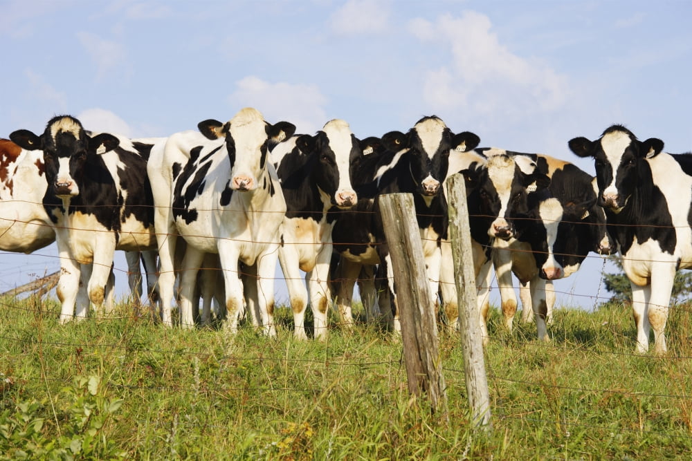 View Of Cows Bas-Saint-Laurent Region Quebec Canada Canvas Art - Yves Marcoux Design Pics (34 x 22)
