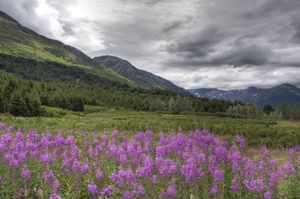 View Of Fireweed Blooms In Turnagain Pass Kenai Peninsula Southcentral Alaska Summer Hdr Image Canvas Art - Ken Baehr Design Pics (17 x 11)