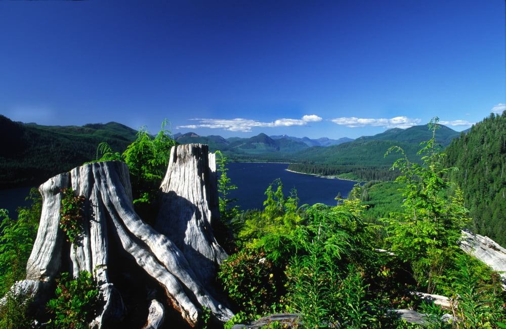 View Of Nitnat Lake Vancouver Island British Columbia Canvas Art - Robert Postma Design Pics (18 x 11)