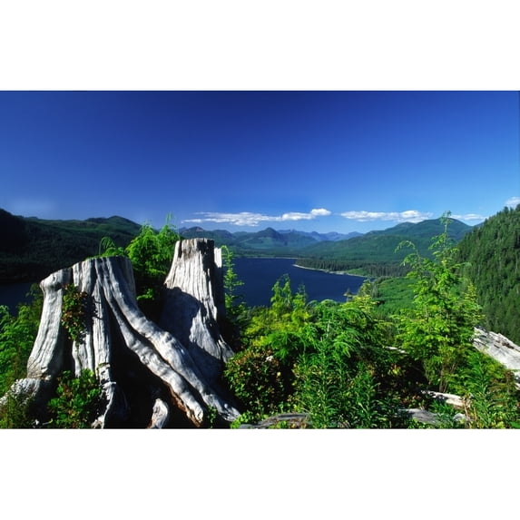 View Of Nitnat Lake, Vancouver Island, British Columbia. Poster Print (36 x 22)