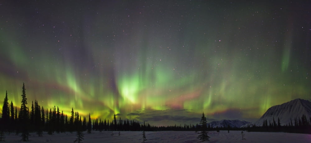 View Of Northern Lights And Spruce Trees In Broad Pass Southcentral Alaska Winter Canvas Art - Kevin Smith Design Pics (31 x 14)
