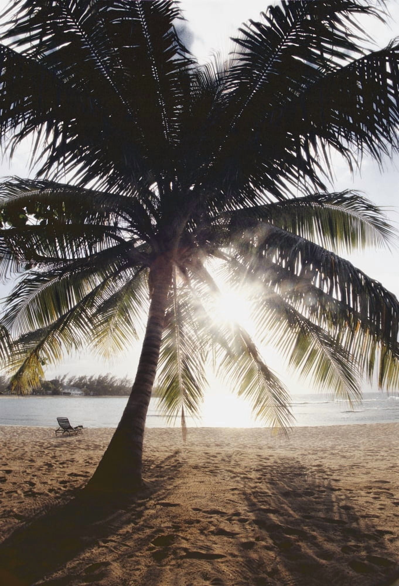 View Of Ocean And Beach Through Palm Tree Canvas Art - Carson Ganci Design Pics (22 x 34)