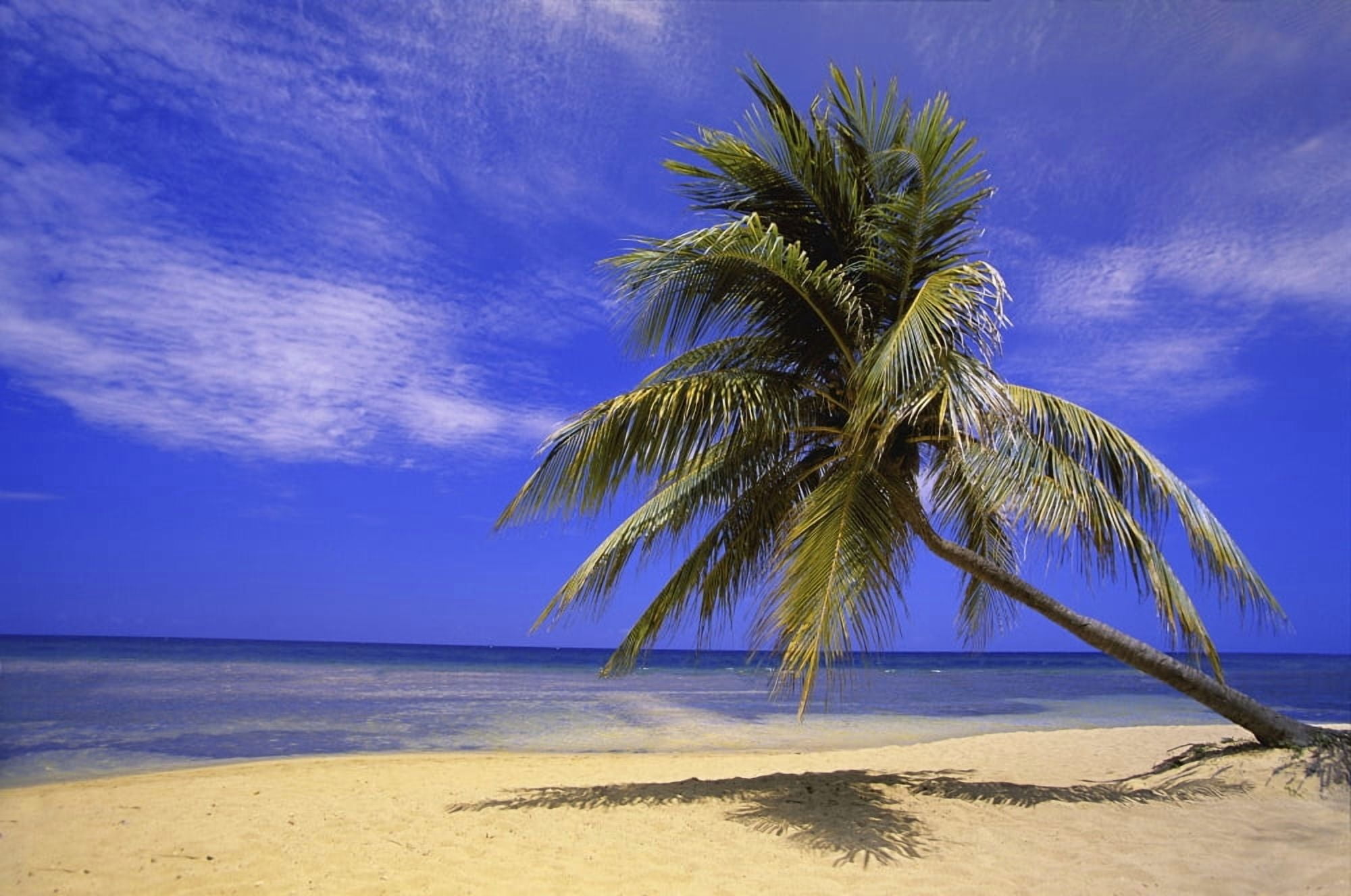 View Of Ocean From Beach With Palm Tree Canvas Art - Carson Ganci Design Pics (17 x 11)