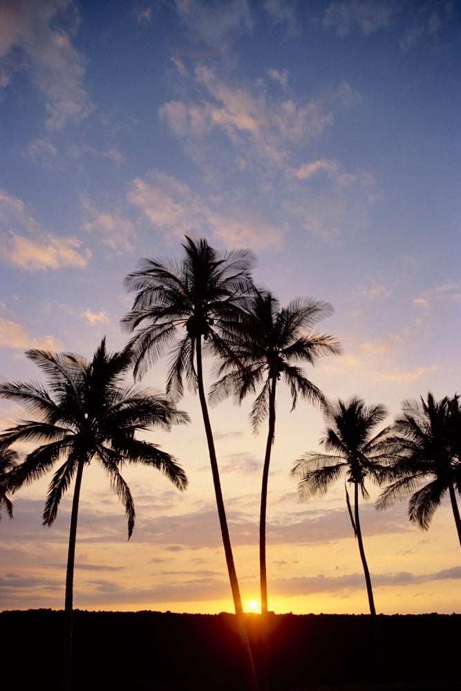 View Of Palm Trees At Sunset Pale Blue Sky Wispy Clouds Canvas Art - Greg Vaughn Design Pics (24 x 38)
