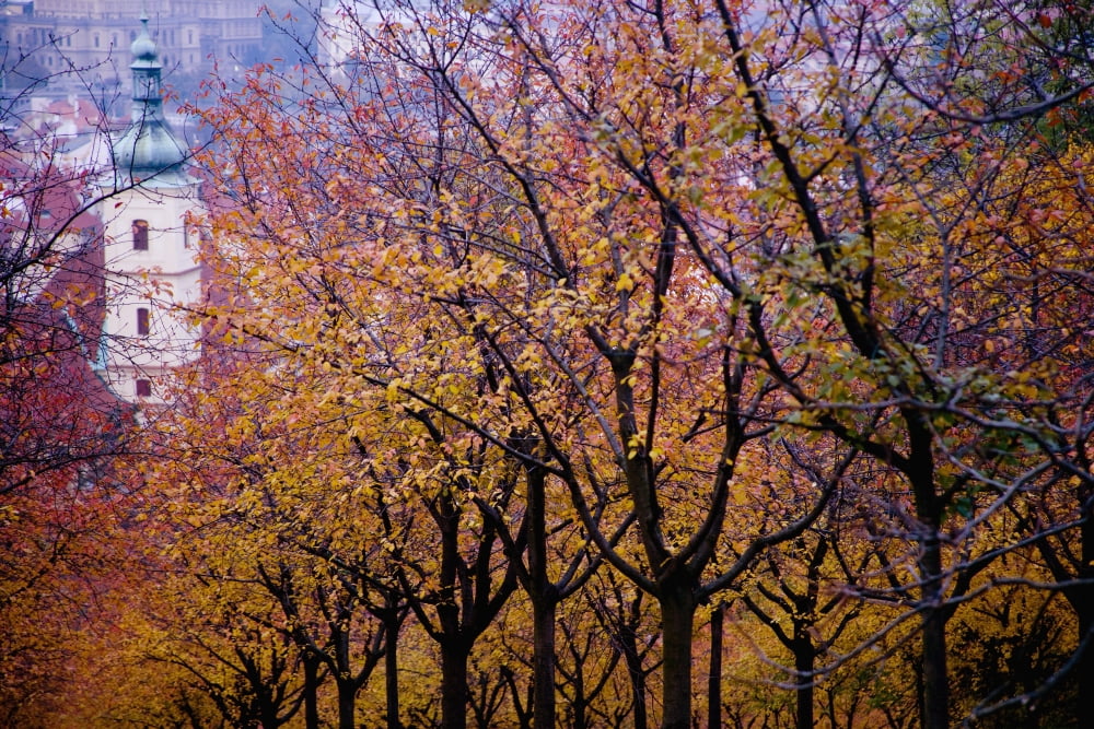 View Of Prague From Mala Strana Park Czech Republic Prague Czech Republic Canvas Art - Carlos Sanchez Pereyra Design Pics (19 x 12)