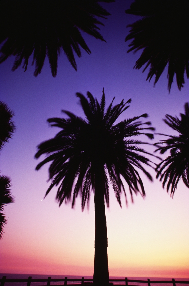 View Of Single Palm Tree Surrounded By Other Palm Tree Tops Background Is Golden Sunset Canvas Art - Robert Sablan Design Pics (24 x 38)