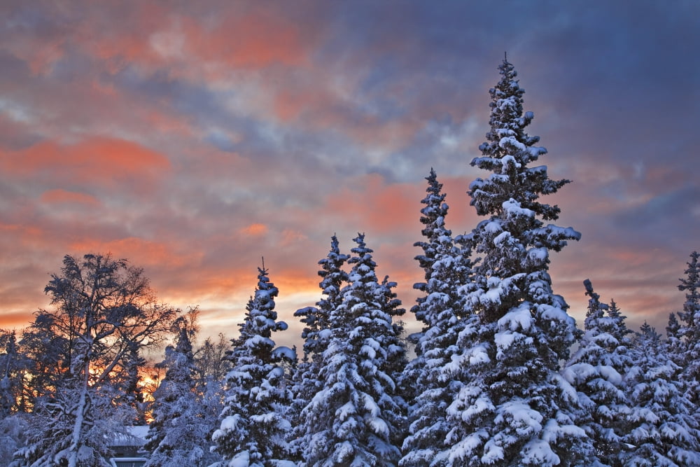 View Of Snow Covered Spruce Trees In A Rural Area Of Anchorage At Sunset Southcentral Alaska Winter Canvas Art - John Delapp Design Pics (36 x 24)