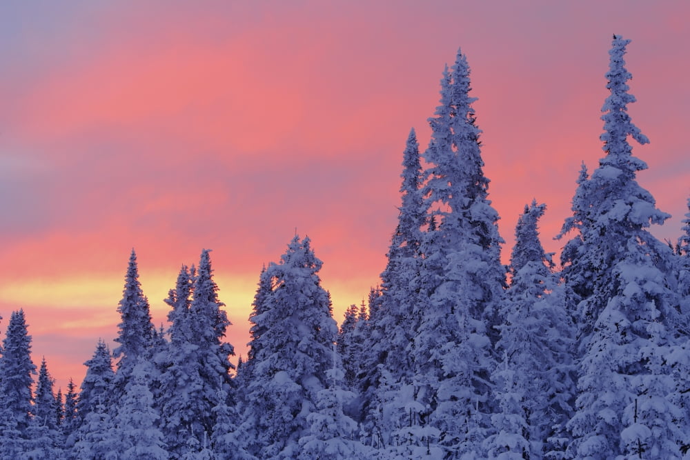 View Of Snow-Covered Trees And Sky At Twilight Quebec Canada Canvas Art - Yves Marcoux Design Pics (34 x 22)